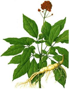 I am ginseng and it also blooms