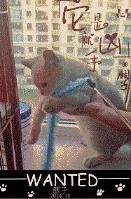 Nori was eaten by cats