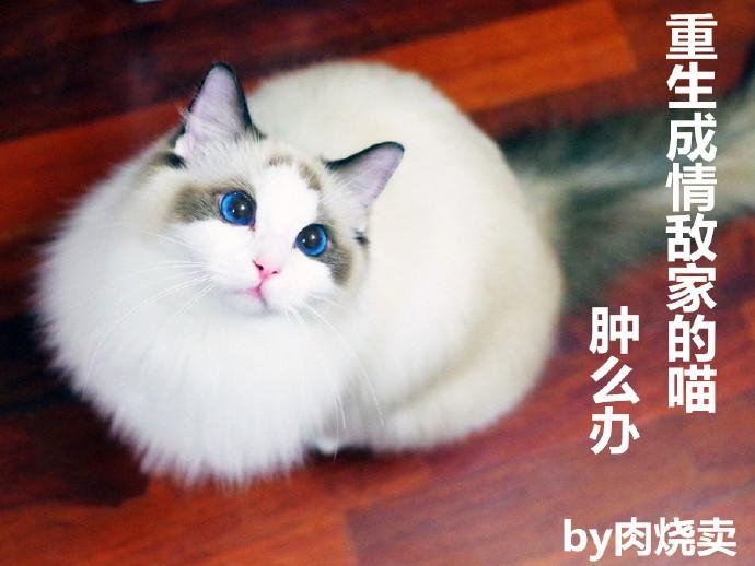 Reborn as the cat of a rival in love, what should I do?