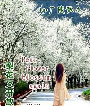 Pear Blossoms Are Blooming Again GL