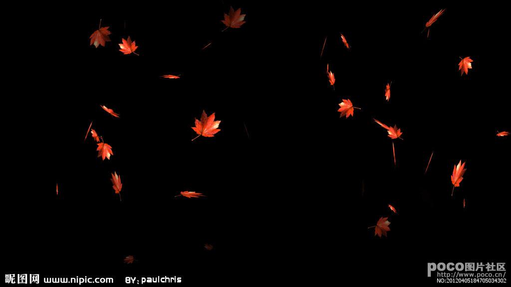 leaves falling in the wind