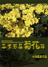 Thousands of chrysanthemums bloom