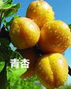 Green Apricot